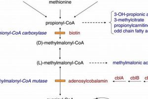 Understanding MMA Metabolic Disorder: A Guide | Ultimate Guide to MMA: Training, Techniques, and Top Fighters in The World