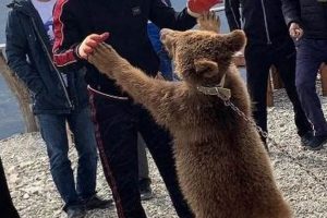 The Dagestan Khabib: Eagle of the UFC Ultimate Guide to MMA: Training, Techniques, and Top Fighters in The World The Dagestan Khabib: Eagle of the UFC | Ultimate Guide to MMA: Training, Techniques, and Top Fighters in The World