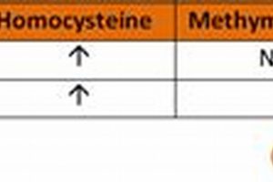 B12 vs. Folate Deficiency: MMA & Homocysteine Tests | Ultimate Guide to MMA: Training, Techniques, and Top Fighters in The World