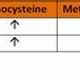 B12 vs. Folate Deficiency: MMA & Homocysteine Tests | Ultimate Guide to MMA: Training, Techniques, and Top Fighters in The World