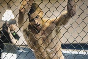 Best Online MMA Training Programs & Courses | Ultimate Guide to MMA: Training, Techniques, and Top Fighters in The World