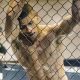 Best Online MMA Training Programs & Courses | Ultimate Guide to MMA: Training, Techniques, and Top Fighters in The World