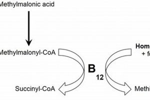 B12 Deficiency: Understanding Homocysteine & MMA Levels | Ultimate Guide to MMA: Training, Techniques, and Top Fighters in The World