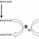Understanding Vitamin B12, MMA, & Homocysteine Levels | Ultimate Guide to MMA: Training, Techniques, and Top Fighters in The World