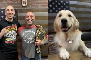 Share Dog Mma Ultimate Guide to MMA: Training, Techniques, and Top Fighters in The World Share Dog Mma | Ultimate Guide to MMA: Training, Techniques, and Top Fighters in The World