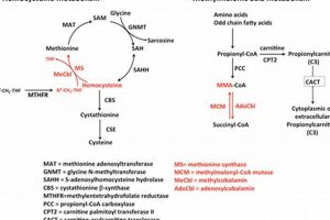 Understanding B12, Homocysteine & MMA Levels Ultimate Guide to MMA: Training, Techniques, and Top Fighters in The World Understanding B12, Homocysteine & MMA Levels | Ultimate Guide to MMA: Training, Techniques, and Top Fighters in The World