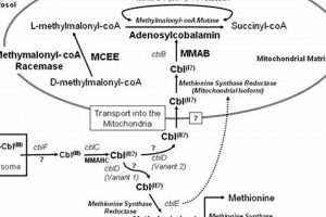 Understanding MMA (Methylmalonic Acid) | Ultimate Guide to MMA: Training, Techniques, and Top Fighters in The World
