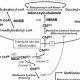 Understanding MMA (Methylmalonic Acid) | Ultimate Guide to MMA: Training, Techniques, and Top Fighters in The World
