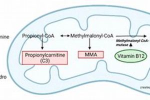 B12 for MMA Fighters: Boost Your Performance Ultimate Guide to MMA: Training, Techniques, and Top Fighters in The World B12 for MMA Fighters: Boost Your Performance | Ultimate Guide to MMA: Training, Techniques, and Top Fighters in The World