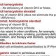 Understanding MMA Levels in B12 Deficiency | Ultimate Guide to MMA: Training, Techniques, and Top Fighters in The World