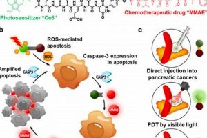 MMAE: The Future of ADC Therapy | Ultimate Guide to MMA: Training, Techniques, and Top Fighters in The World