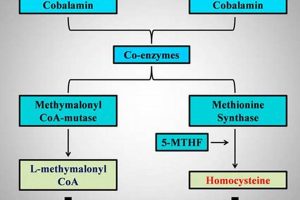 Understanding B12, MMA & Homocysteine Levels Ultimate Guide to MMA: Training, Techniques, and Top Fighters in The World Understanding B12, MMA & Homocysteine Levels | Ultimate Guide to MMA: Training, Techniques, and Top Fighters in The World