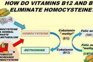 B9 Homocysteine And Mma | Ultimate Guide to MMA: Training, Techniques, and Top Fighters in The World