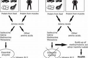 Mma Disease | Ultimate Guide to MMA: Training, Techniques, and Top Fighters in The World