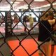 Best MMA Gyms & Training in Fairfax, VA | Ultimate Guide to MMA: Training, Techniques, and Top Fighters in The World