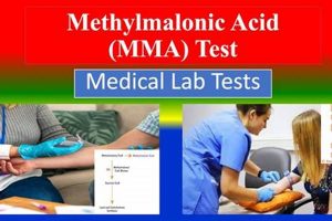 The Ultimate Guide to MMA Testing & Assessment Ultimate Guide to MMA: Training, Techniques, and Top Fighters in The World The Ultimate Guide to MMA Testing & Assessment | Ultimate Guide to MMA: Training, Techniques, and Top Fighters in The World