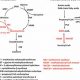 Understanding MMA and Homocysteine Levels | Ultimate Guide to MMA: Training, Techniques, and Top Fighters in The World