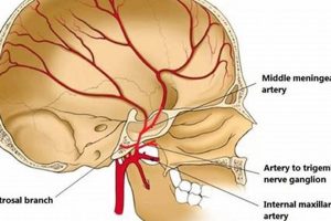 MMA Anatomy: A Fighter's Guide | Ultimate Guide to MMA: Training, Techniques, and Top Fighters in The World
