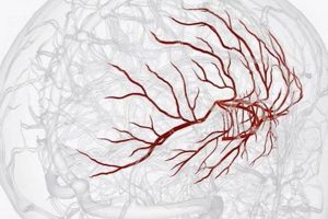 Safeguarding MMA Fighters: Neurosurgery & Brain Health Ultimate Guide to MMA: Training, Techniques, and Top Fighters in The World Safeguarding MMA Fighters: Neurosurgery & Brain Health | Ultimate Guide to MMA: Training, Techniques, and Top Fighters in The World