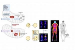MMA Metabolic Disease: Risks & Management | Ultimate Guide to MMA: Training, Techniques, and Top Fighters in The World