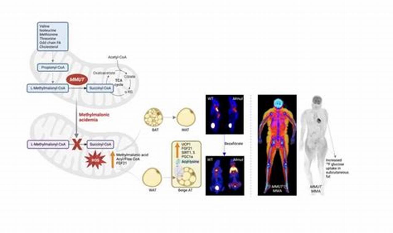 MMA Metabolic Disease: Risks & Management | Ultimate Guide to MMA: Training, Techniques, and Top Fighters in The World