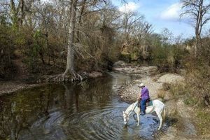 Best MMA Gyms & Training in Onion Creek, TX | Ultimate Guide to MMA: Training, Techniques, and Top Fighters in The World