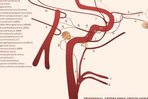 MMA Artery: Anatomy, Injury & Treatment | Ultimate Guide to MMA: Training, Techniques, and Top Fighters in The World