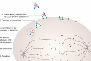 Understanding MMAE: Mechanism of Action & Effects | Ultimate Guide to MMA: Training, Techniques, and Top Fighters in The World