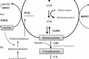 Understanding MMA, B12, and Homocysteine Levels | Ultimate Guide to MMA: Training, Techniques, and Top Fighters in The World