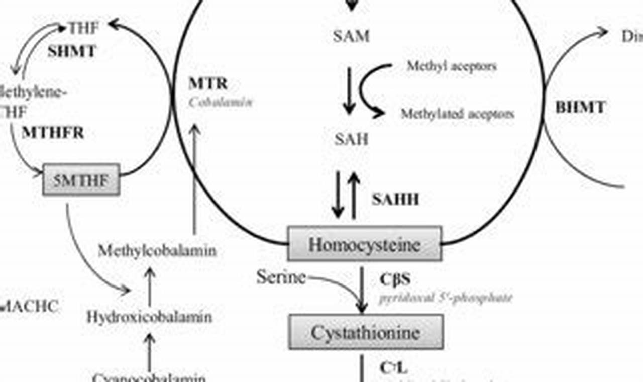 Understanding MMA, B12, and Homocysteine Levels | Ultimate Guide to MMA: Training, Techniques, and Top Fighters in The World